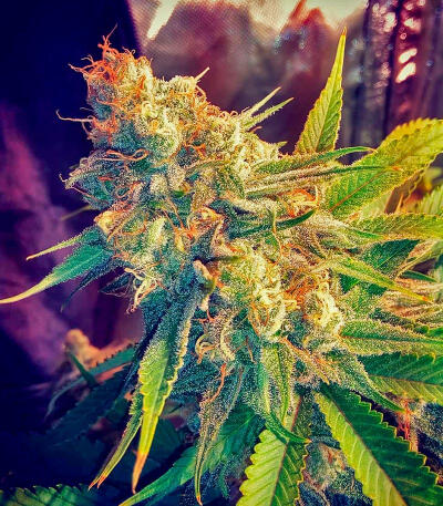 Семена сорта Plushberry Auto fem (7CH American)