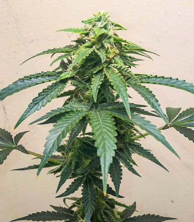 Семена сорта Roze Runtz fem (AlphaFem Seeds)