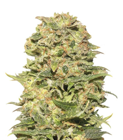 Семена сорта Exhibit #21 auto fem (Russian Genetic)