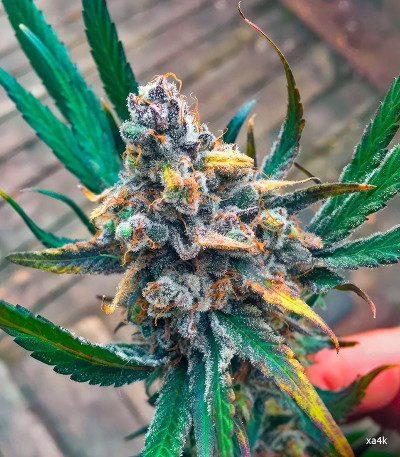 Семена сорта Eleven Roses fem (Delicious Seeds)