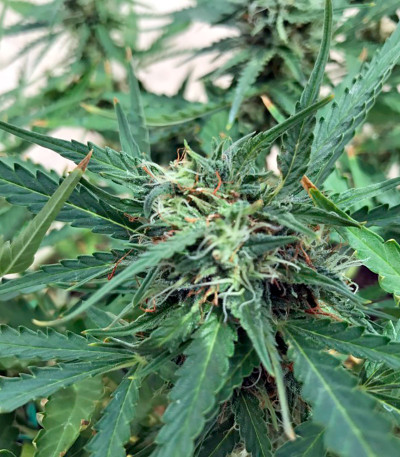 Семена конопли Blue Critical Autoflowering 