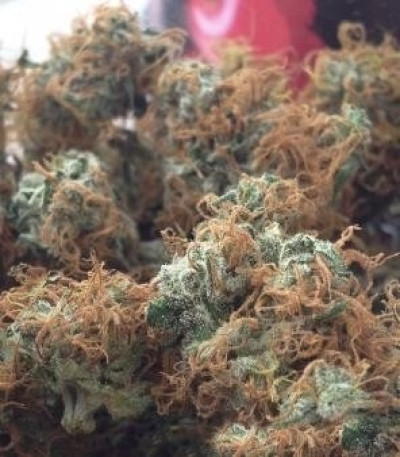 Семена сорта Bubblegum XL fem (Royal Queen Seeds)