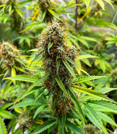 Семена сорта CBD Lemon Auto fem (Herbies Seeds)