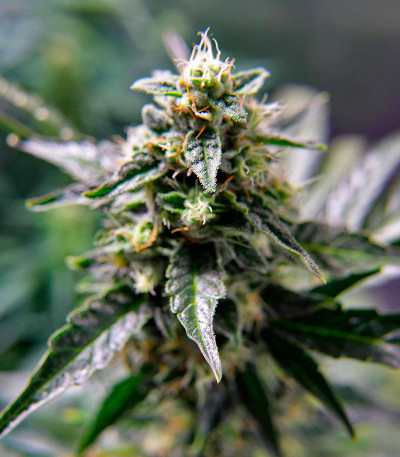 Семена сорта Durban Poison Auto fem от Humboldt Seed Company