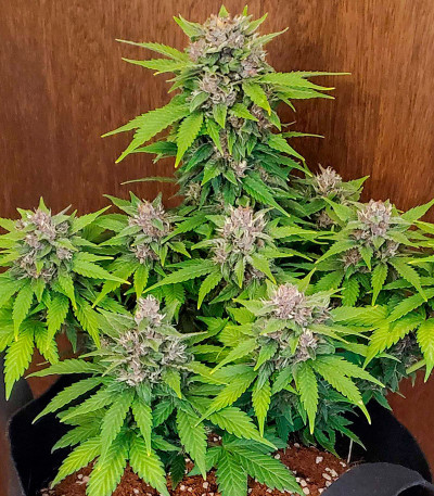 Семена сорта LSD 2 Auto fem (Семяныч)