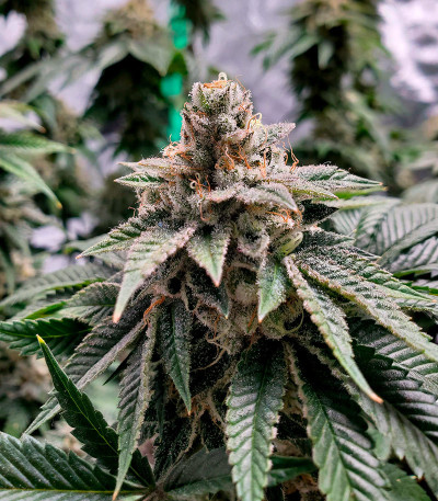 Семена сорта Motor Breath fem (7CH American)