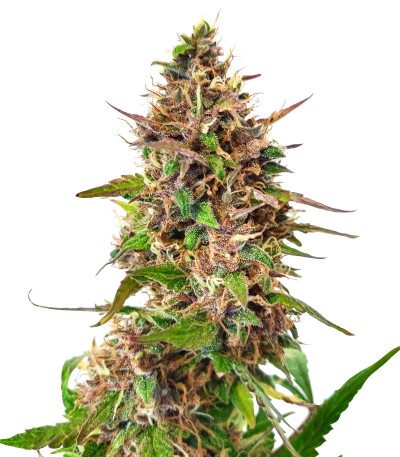 Семена сорта Watermelon Auto fem (Семяныч)