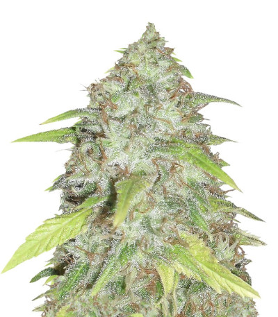 Семена сорта Kripple Shock fem (Dr. Krippling Seeds)