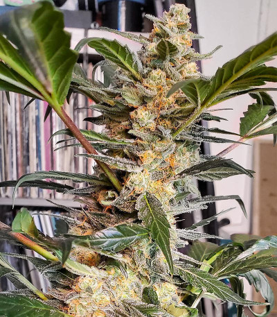 Семена сорта Auto White Widow fem (Victory Seeds)