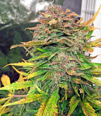 Семена сорта Bubba Cheese Auto fem (Humboldt Seeds)