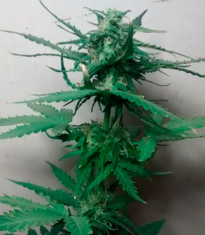 Семена сорта Critical Jack Herer Auto fem (Delicious Seeds)