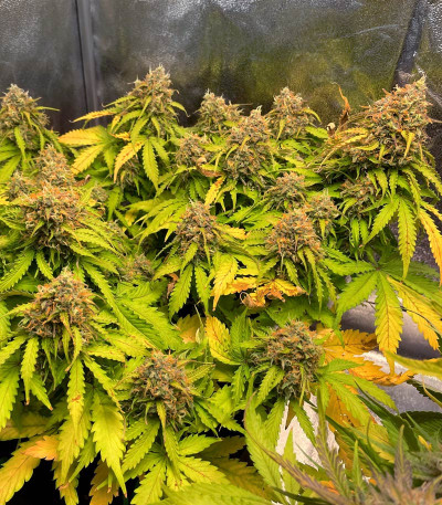 Семена сорта Gelato Auto fem (Herbies Seeds)