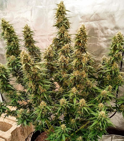 Семена сорта Gelato Auto fem (Herbies Seeds)
