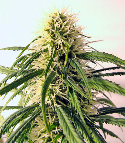 Семена сорта Original Berry fem (Kannabia Seed Company)