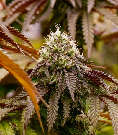 Семена сорта Polar Gelato Auto fem (Silent Seeds)