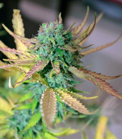 Семена сорта Cream Mandarine XL Auto fem (Sweet Seeds)