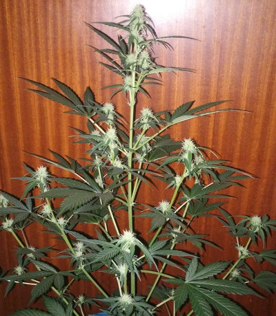 Семена сорта La Diva fem (Delicious Seeds)