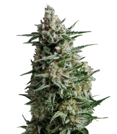 Семена сорта Anesthesia fem (Pyramid Seeds)