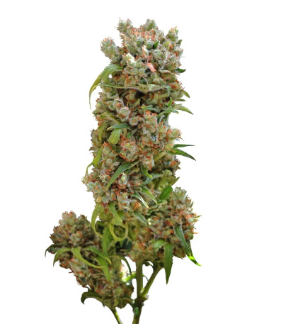 Семена сорта White Spanish fem (VIP seeds)