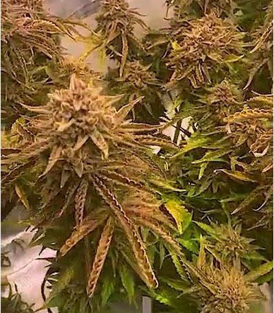 Семена сорта Wedding Glue Auto fem (FastBuds)