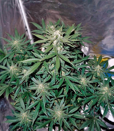 Семена сорта Auto Whiteberry fem (Paradise Seeds)