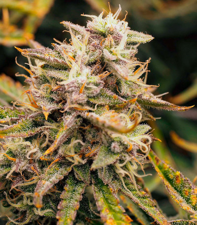 Семена сорта Mint Jelly Auto fem от Humboldt Seed Company