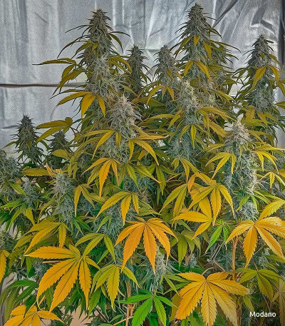 Семена сорта Gorilla Auto fem (Glue auto)