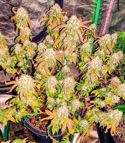 Семена сорта San Bacio Burger fem (Advanced Seeds)