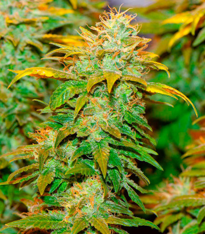 Семена конопли сорта White Widow