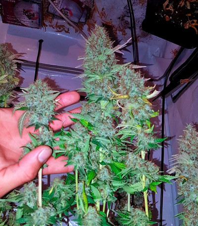 Семена сорта Acid fem (Paradise Seeds)