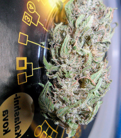 Семена сорта Kalashnikova fem