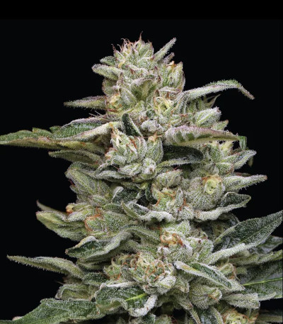 Семена сорта Nutter Budder fem (Humboldt Seed Company)