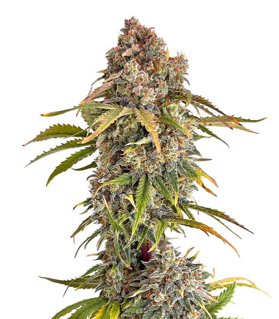 Семена сорта Orange President Auto fem (FastBuds)