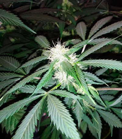Семена сорта Jackpot Auto fem (Heavyweight Seeds)