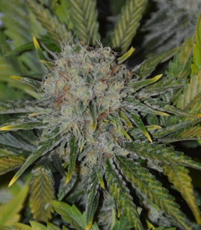 Семена сорта Amnesia Haze fem (Royal Queen Seeds)