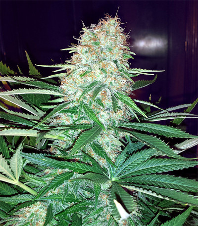 Семена сорта Aurora Green Auto fem (Sumo Seeds)