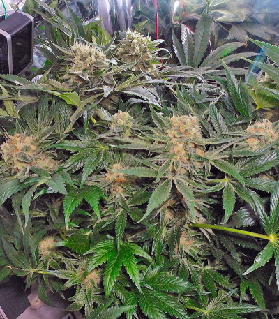 Семена марихуаны CBD Skunk Haze