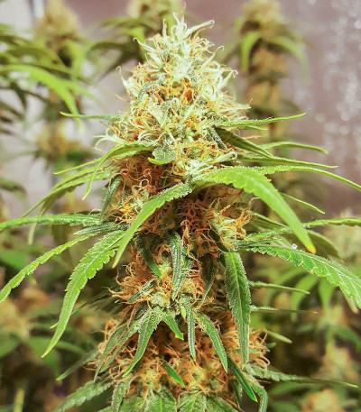 Семена сорта Master kush fem (Dutch Passion)