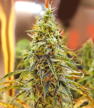 Семена сорта Northern Lights Auto fem (Herbies Seeds)