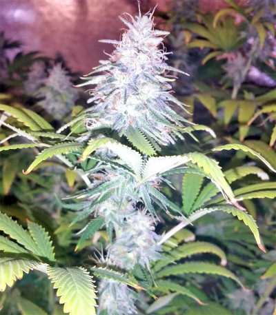 Семена сорта Zkittzy Gorilla fem (Original Sensible Seeds)