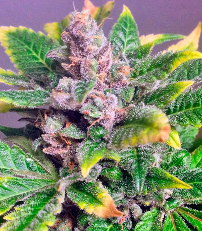 Семена сорта Afghan Kush Special fem (World of Seeds)