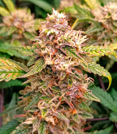 Семена сорта Jelly Donutz Auto fem от Humboldt Seed Company