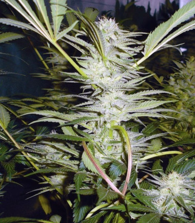 Семена сорта Malakoff fem