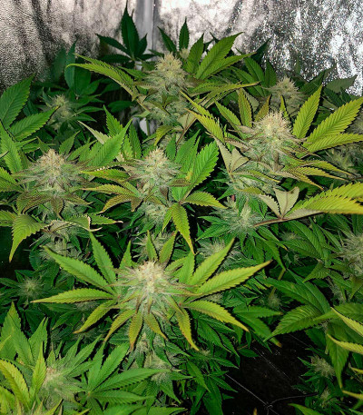 Семена сорта Sexy Cinderella fem (Семяныч)