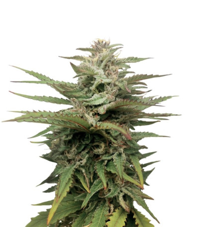 Семена сорта Blue Thai fem (Dinafem Seeds)