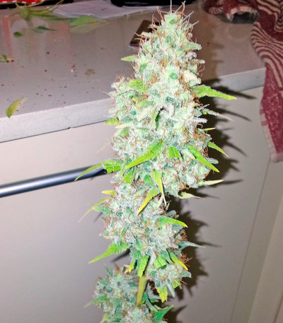 Семена сорта Afghan Kush X Skunk fem (World of Seeds)