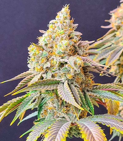 Семена сорта Auto Bruce Banner XXL fem (Advanced Seeds)