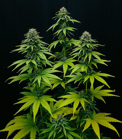 Семена сорта CBG-Force fem (Dutch Passion)