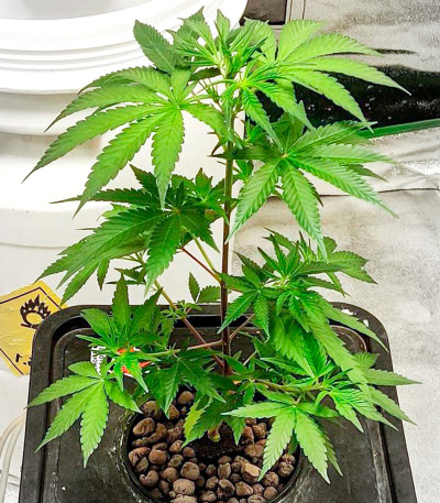 Семена сорта Deepforest Super Auto fem (Doctor’s Choice)