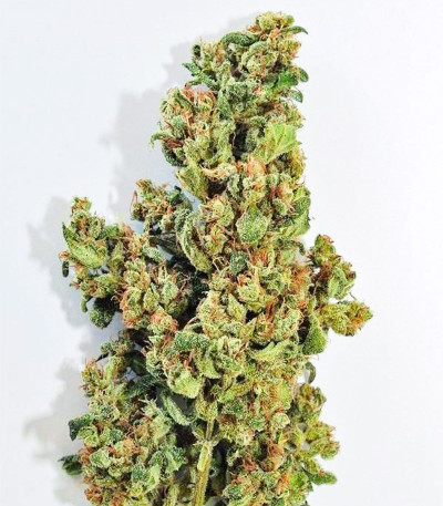 Семена сорта Fast N' Glorious reg